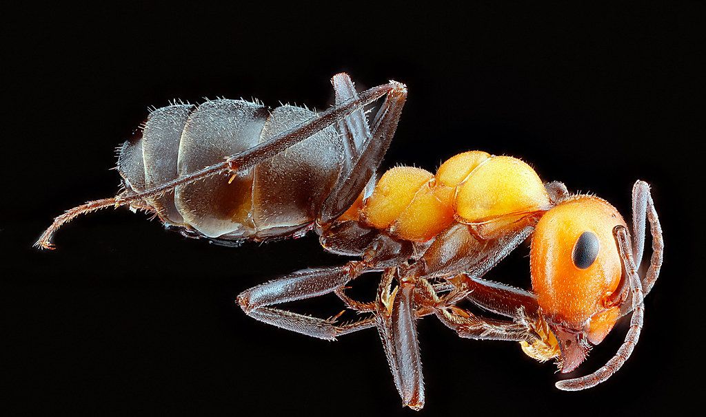 Ant Control service in Long Beach, CA