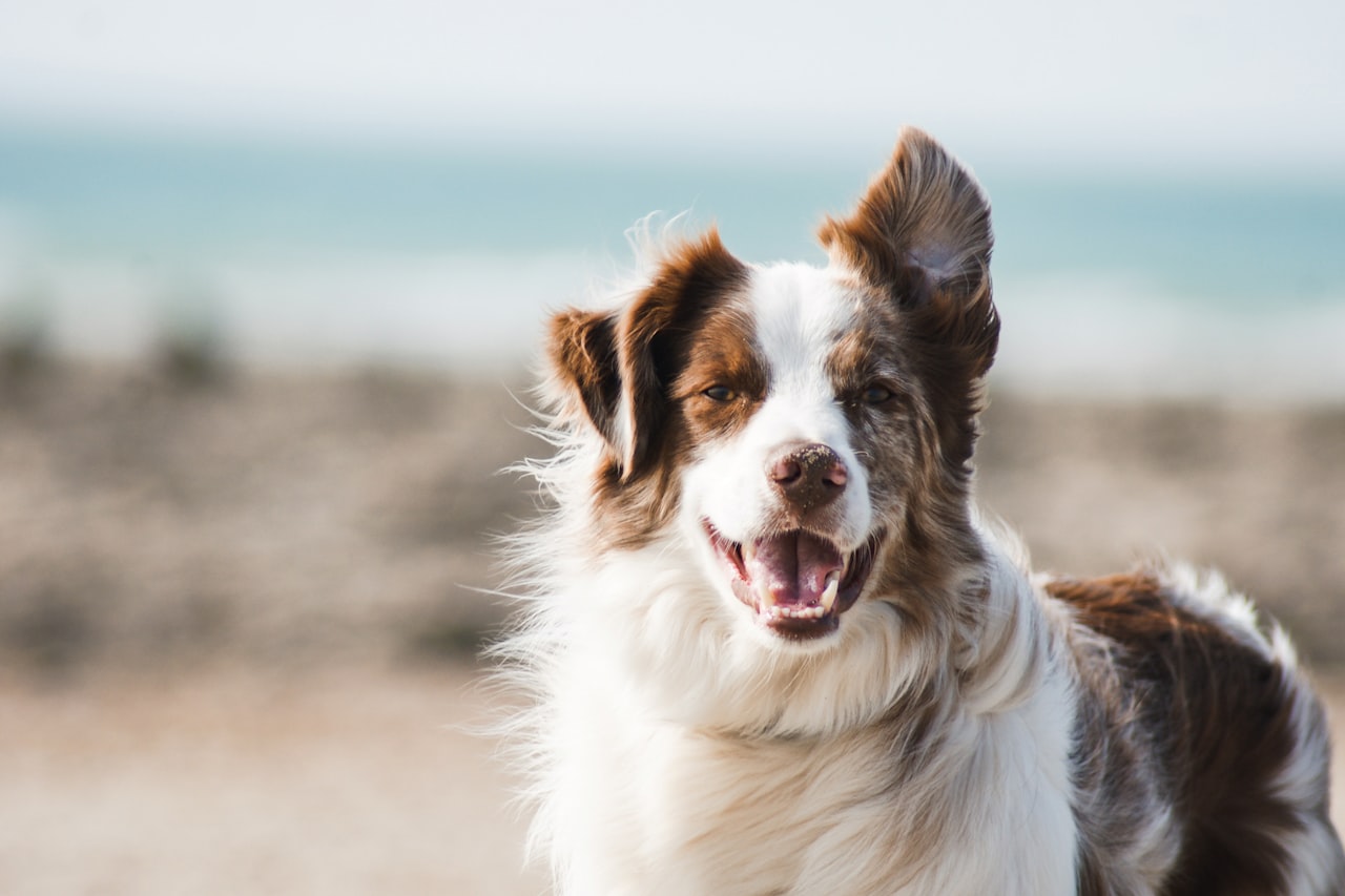 Flea & Tick Control service in Long Beach, CA
