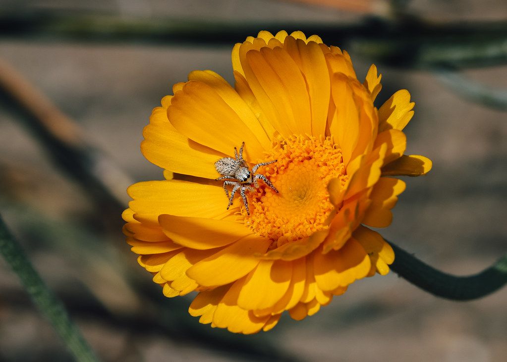 Spider Control service in Long Beach, CA